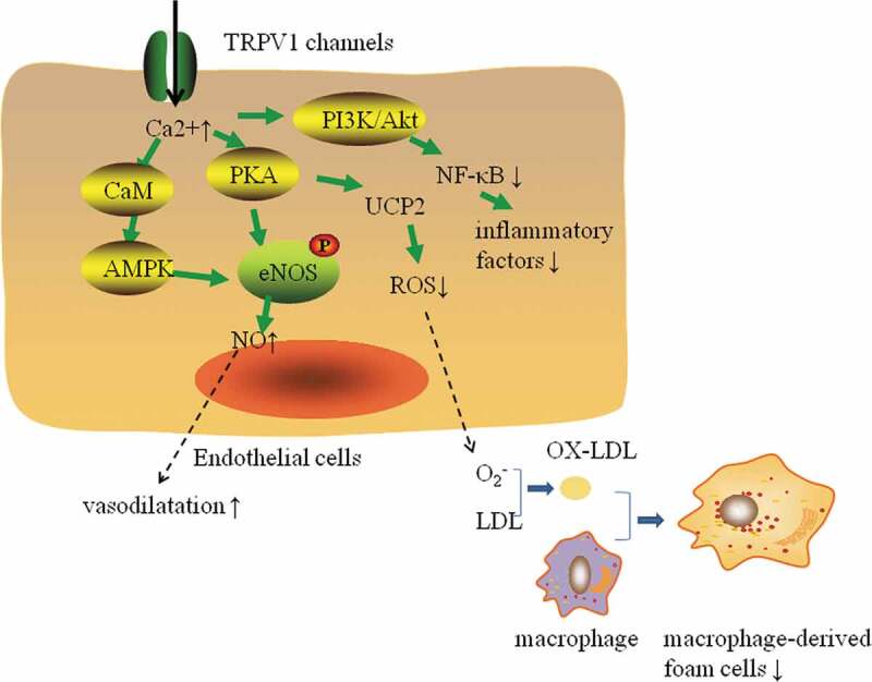 The role of TRPV1 channels in atherosclerosis.