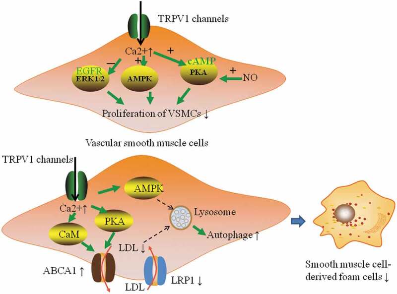 The role of TRPV1 channels in atherosclerosis.