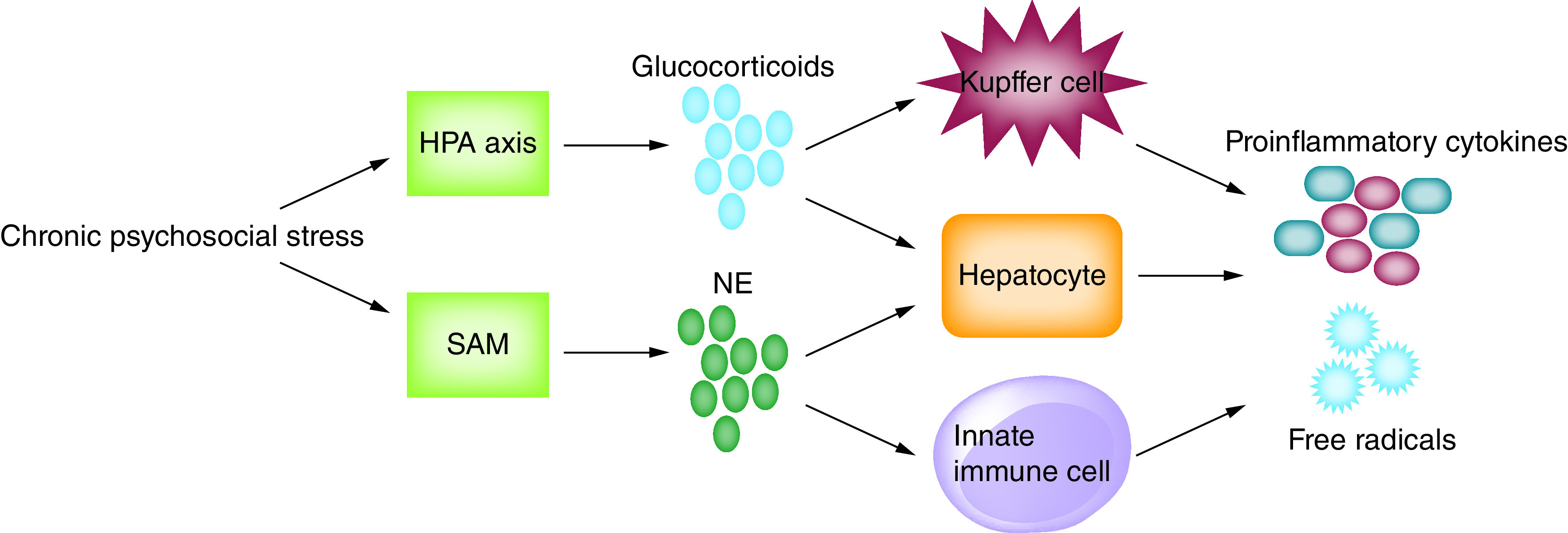 Hepatitis B-related hepatocellular carcinoma and stress: untangling the host immune response from clinical outcomes.