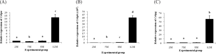 Assessment of Adipocyte Differentiation and Maturation-related Gene Expression in the Epididymal Fat of Estrogen Receptor α Knockout (ERαKO) Mouse during Postnatal Development Period.