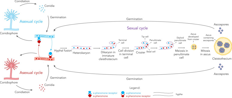 The fungal sexual revolution continues: discovery of sexual development in members of the genus Aspergillus and its consequences.