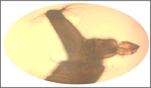 Abstract Image