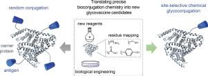 Precise protein conjugation technology for the construction of homogenous glycovaccines