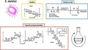 Synthetic carbohydrate-based cell wall components from Staphylococcus aureus