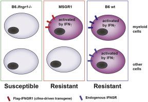 Myeloid cell responsiveness to interferon-gamma is sufficient for initial resistance to Listeria monocytogenes