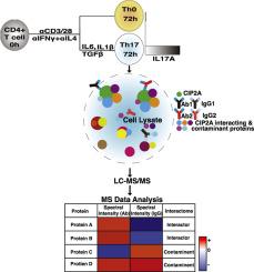 Protein interactome of the Cancerous Inhibitor of protein phosphatase 2A (CIP2A) in Th17 cells