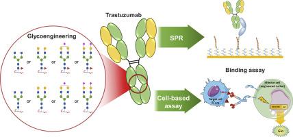 Impact of IgG1 N-glycosylation on their interaction with Fc gamma receptors