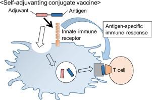 Recent advances in self-adjuvanting glycoconjugate vaccines