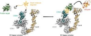 Structure driven compound optimization in targeted protein degradation