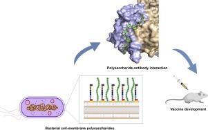 Bacterial polysaccharides: conformation, dynamics and molecular recognition by antibodies