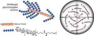 Broadly protective semi-synthetic glycoconjugate vaccine against pathogens capable of producing poly-β-(1→6)-N-acetyl-d-glucosamine exopolysaccharide