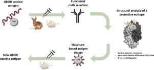 Structure-based glycoconjugate vaccine design: The example of Group B Streptococcus type III capsular polysaccharide