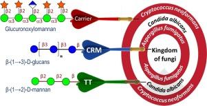 Synthetic carbohydrate based anti-fungal vaccines