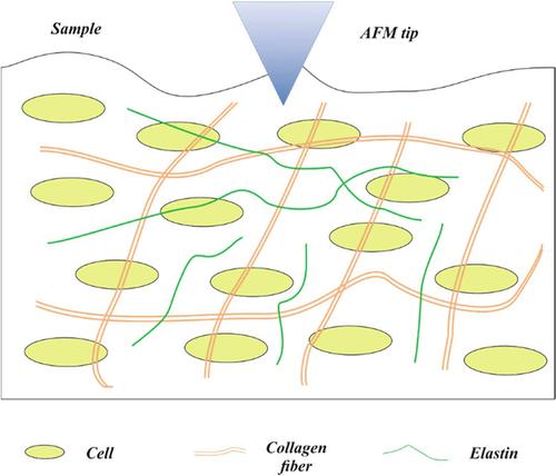 Measuring the micromechanical properties of oesophageal mucosa with atomic force microscopy