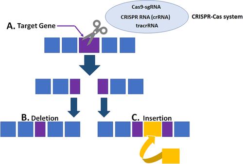 Gene modification strategies using AO-mediated exon skipping and CRISPR/Cas9 as potential therapies for Duchenne muscular dystrophy patients