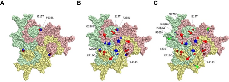 Vaccine Protection Against Experimental Challenge Infection with a PPV-27a Genotype Virus in Pregnant Gilts.