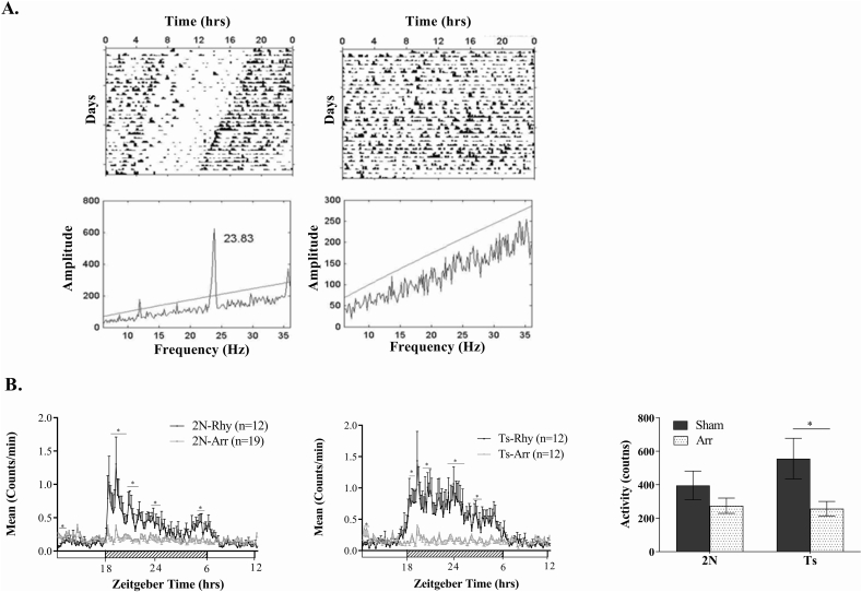 Suprachiasmatic lesions restore object recognition in down syndrome model mice