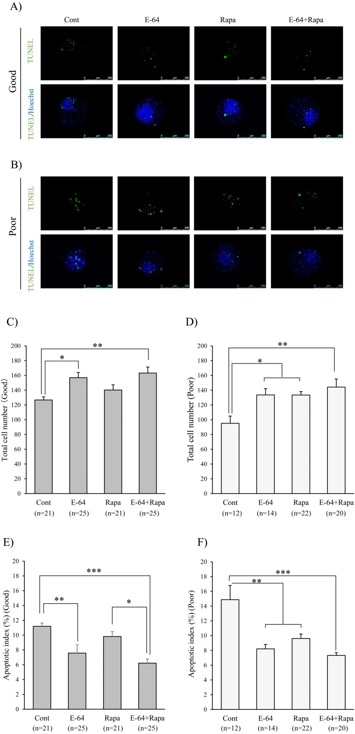 Effect of autophagy induction and cathepsin B inhibition on developmental competence of poor quality bovine oocytes.