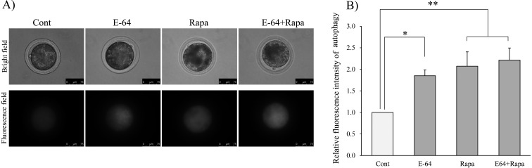 Effect of autophagy induction and cathepsin B inhibition on developmental competence of poor quality bovine oocytes.