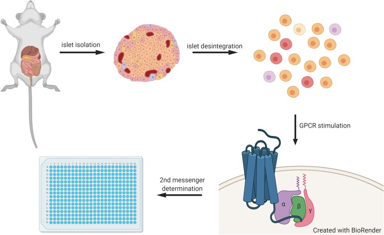 Exploring G Protein-Coupled Receptor Signaling in Primary Pancreatic Islets.