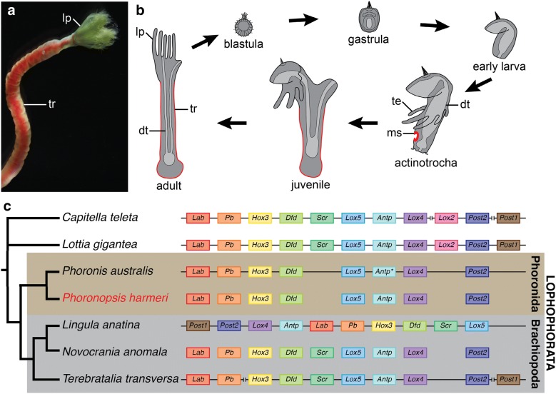 Hox gene expression during development of the phoronid <i>Phoronopsis harmeri</i>.