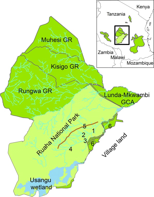 Seasonal movements and habitat use of African buffalo in Ruaha National Park, Tanzania.