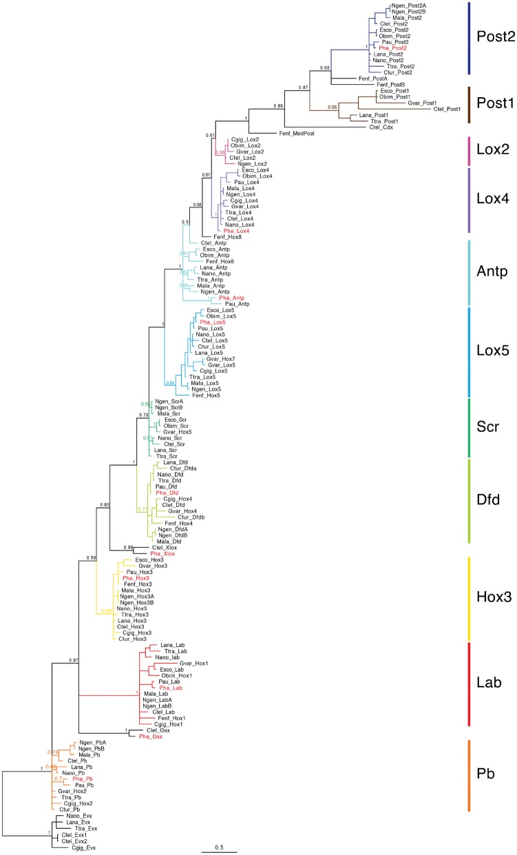 Hox gene expression during development of the phoronid <i>Phoronopsis harmeri</i>.