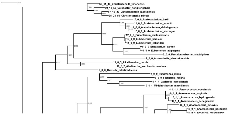 Draft Genome Analysis of <i>Christensenella minuta</i> DSM 22607, exhibiting an unusual expansion of transporter homologs of unknown function.