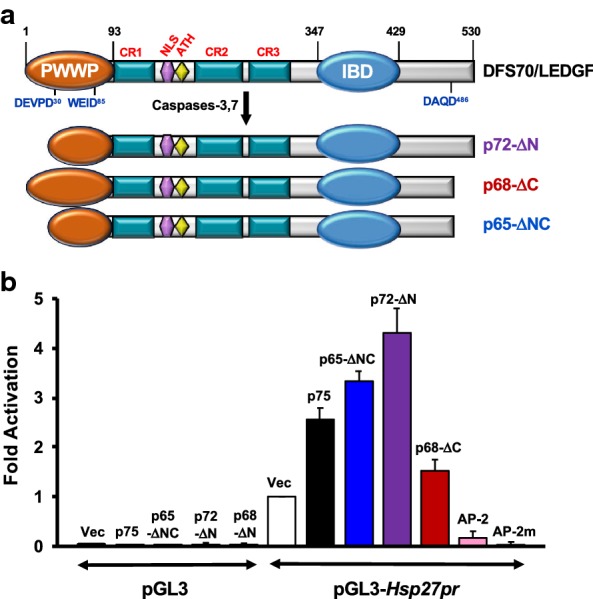 Twenty years of research on the DFS70/LEDGF autoantibody-autoantigen system: many lessons learned but still many questions.