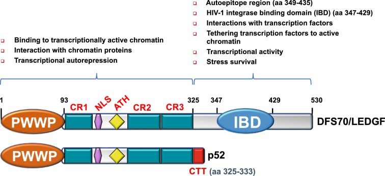 Twenty years of research on the DFS70/LEDGF autoantibody-autoantigen system: many lessons learned but still many questions.