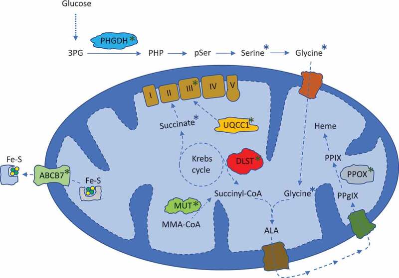 The metabolic reprogramming and vulnerability of <i>SF3B1</i> mutations.