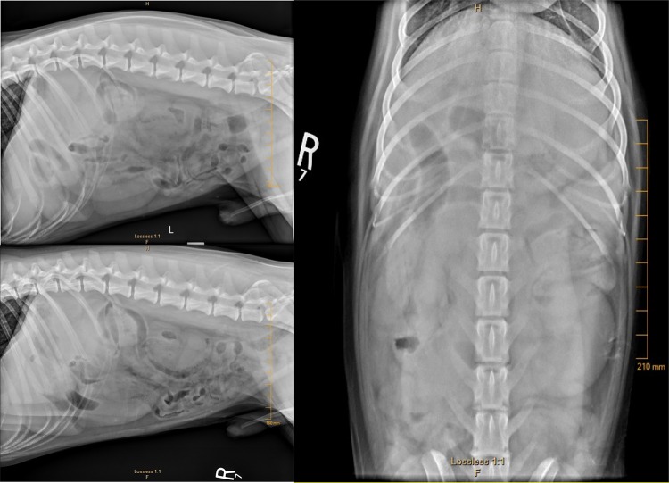 <i>Salmonella</i> Mesenteric Lymphadenitis Causing Septic Peritonitis in Two Dogs.