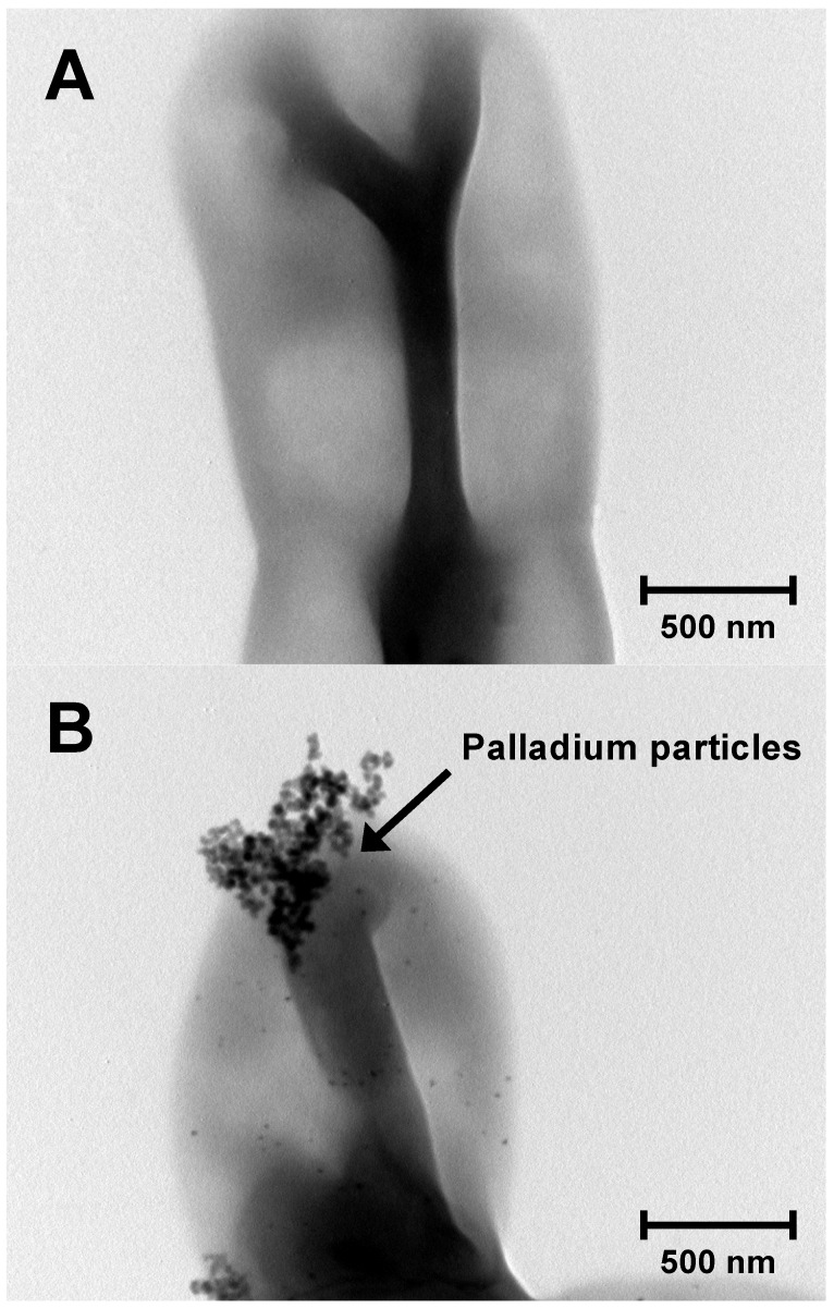 Draft genome sequence of <i>Deinococcus</i> sp<i>.</i> KR-1, a potential strain for palladium-leaching.