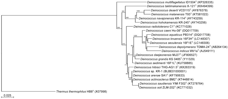 Draft genome sequence of <i>Deinococcus</i> sp<i>.</i> KR-1, a potential strain for palladium-leaching.