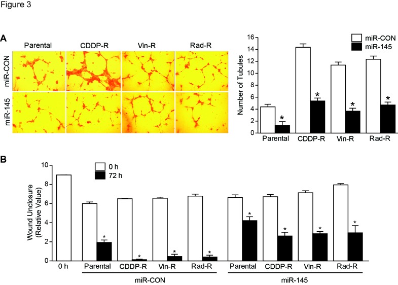 Overexpression of microRNA-145 inhibits tumorigenesis through autophagy in chemotherapy and radiation resistant neuroblastoma cells.