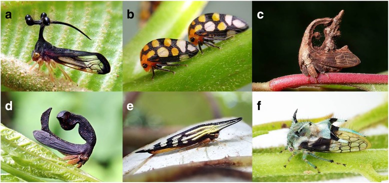 Structure and development of the complex helmet of treehoppers (Insecta: Hemiptera: Membracidae).