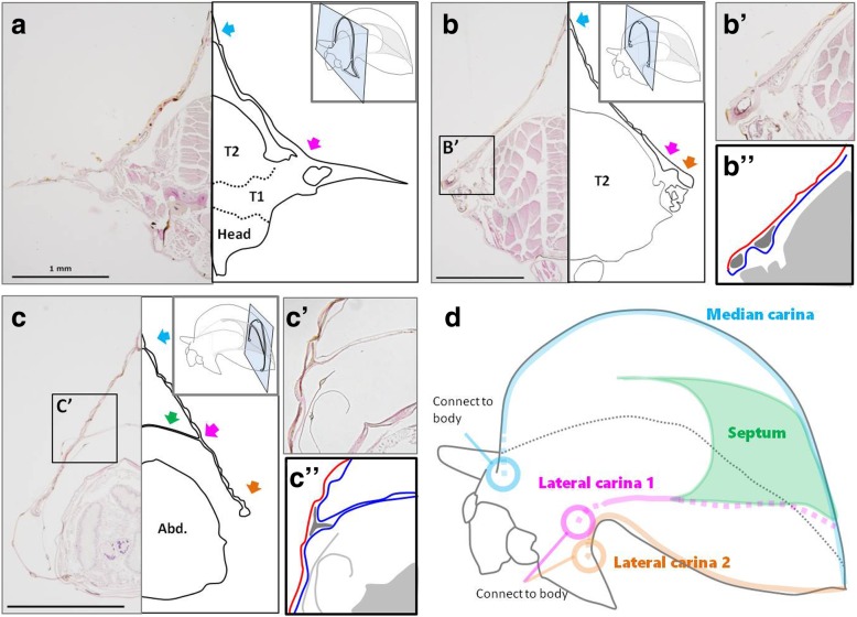 Structure and development of the complex helmet of treehoppers (Insecta: Hemiptera: Membracidae).