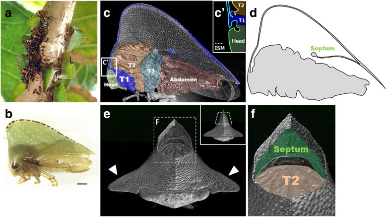 Structure and development of the complex helmet of treehoppers (Insecta: Hemiptera: Membracidae).