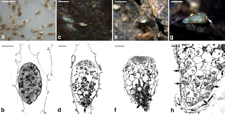 Ultrastructural changes during the symbiotic seed germination of Gastrodia elata with fungi, with emphasis on the fungal colonization region.