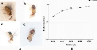 Two gustatory receptors are necessary for sensing sucrose in an egg parasitoid, Trichogramma chilonis