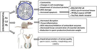 Cadmium, arsenic, and lead: elements affecting male reproductive health