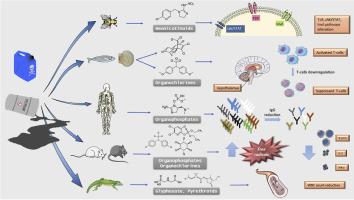 New perspectives on cytokine pathways modulation by pesticide exposure