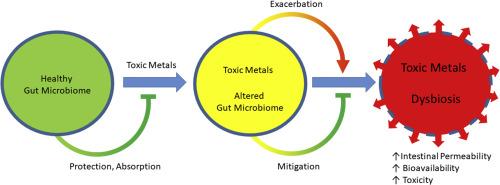 Intestinal microbiome and metal toxicity