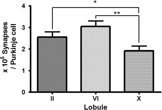 Differential synapse density between Purkinje cell dendritic spine and parallel fiber varicosity in the rat cerebellum among the phylogenic lobules