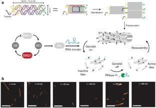 Towards Active Self-Assembly Through DNA Nanotechnology