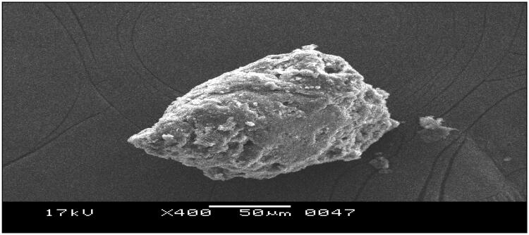 Inbuilt novel bioretardant feature of biopolymer isolated from <i>cucumis sativa</i> for designing drug loaded bionanosuspension.