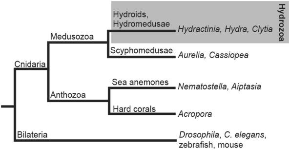 The colonial cnidarian <i>Hydractinia</i>.