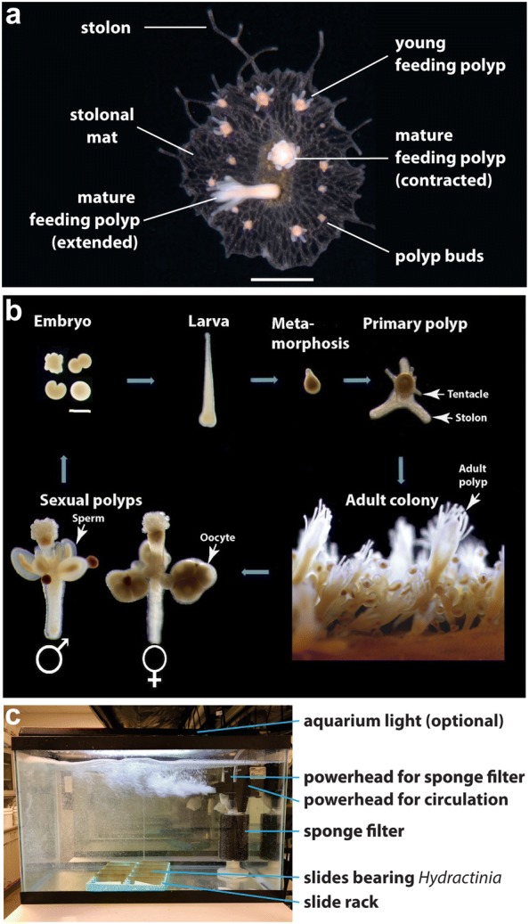 The colonial cnidarian <i>Hydractinia</i>.