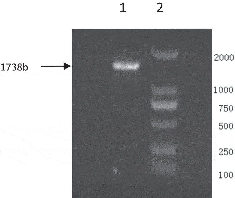 Detection of the epidemic of the H3N8 subtype of the equine influenza virus in large-scale donkey farms.