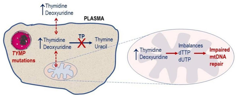 Mitochondrial neurogastrointestinal encephalomyopathy: approaches to diagnosis and treatment.